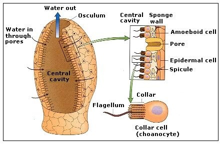 Spheciospongia vesparium - Excretory Systems